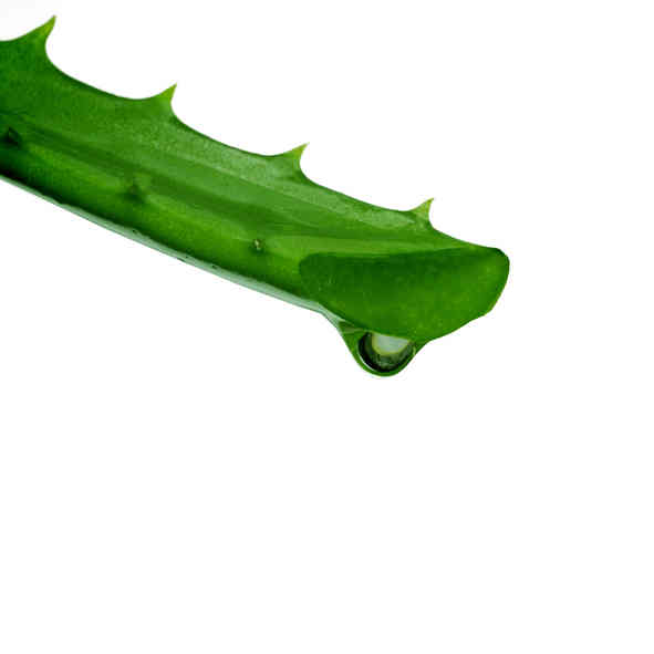 Aloe Vera Fragrance Oil