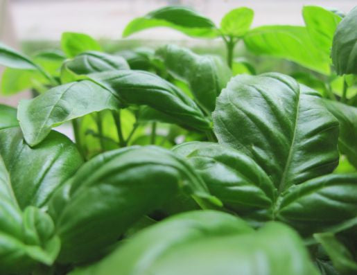 Basil Essential Oil (MC Type)