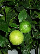 Bergamot Essential Oil