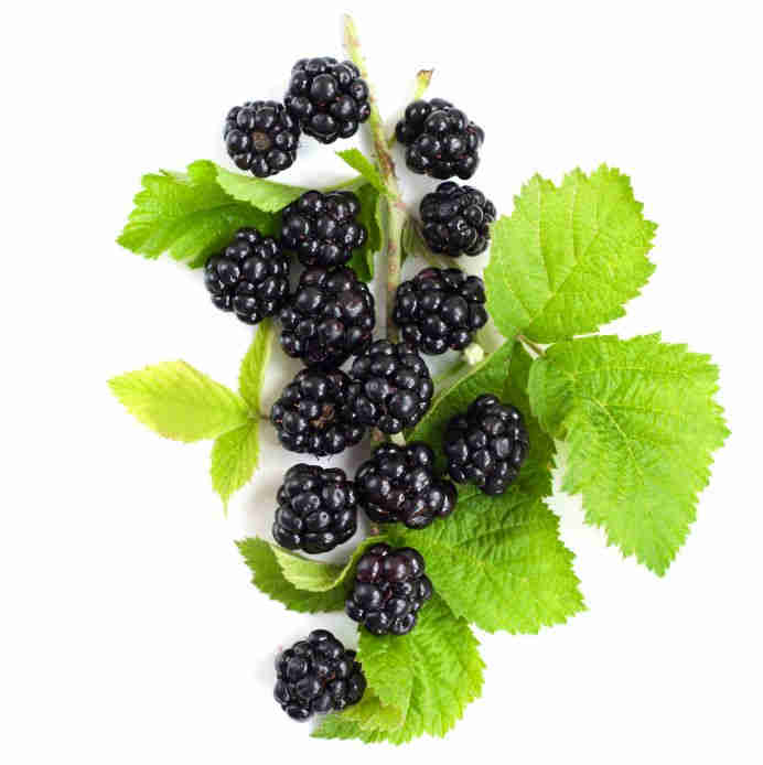 Blackberry & Amber Wood Fragrance Oil
