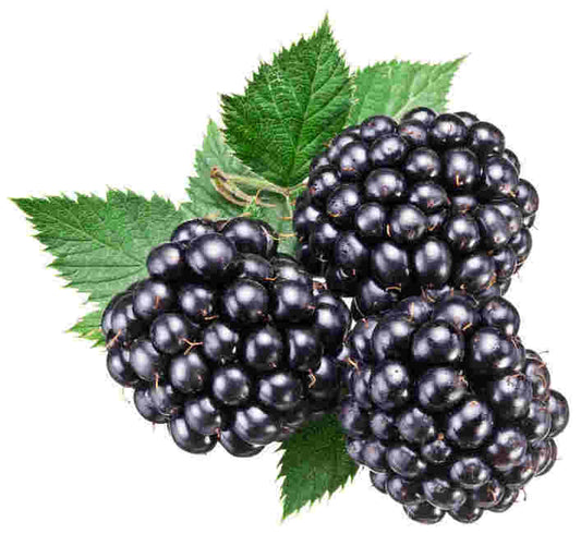 Dewberry Fragrance Oil