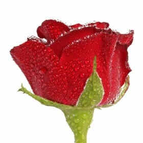 English Rose Fragrance Oil - 25% OFF while stocks last