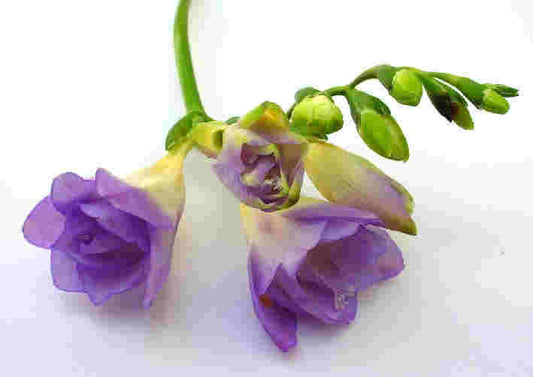 Freesia Fragrance Oil