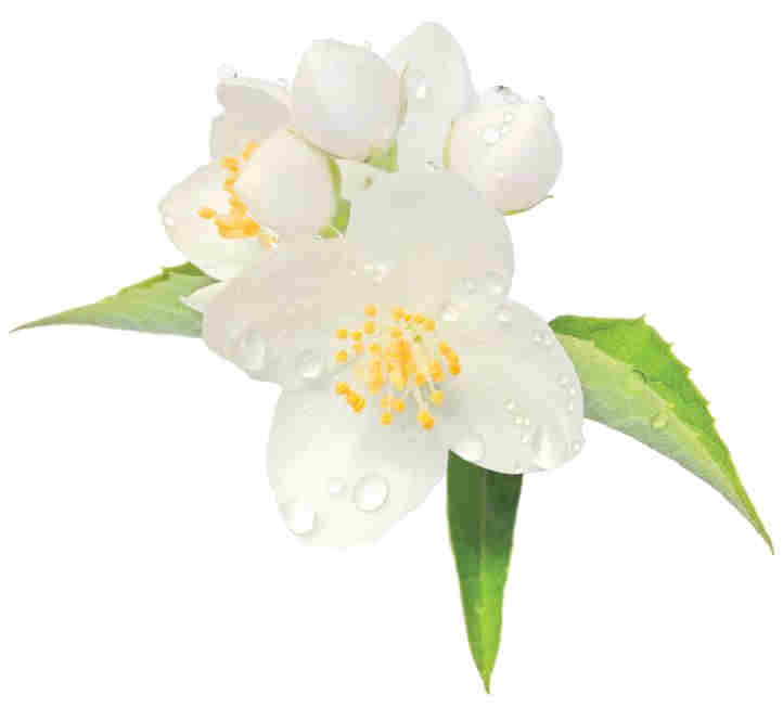 Jasmine Fragrance Oil