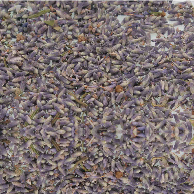 Lavender Flowers