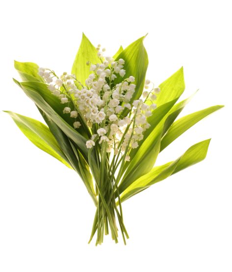 Lily of the Valley Fragrance Oil