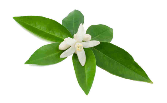 Neroli Light Essential Oil