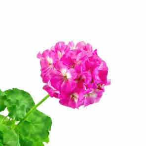 Pink Geranium Fragrance Oil