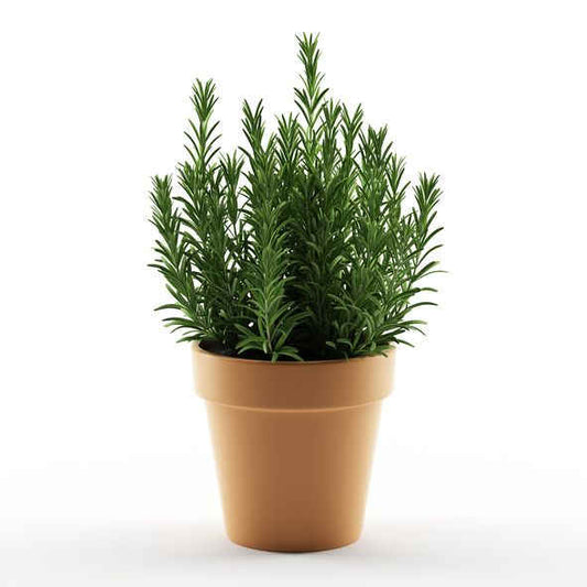 Rosemary Essential Oil