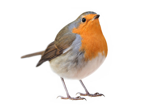 Robin Redbreast Fragrance Oil