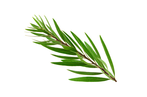 Tea Tree Essential Oil