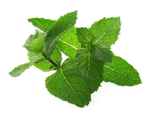 Peppermint Essential Oil