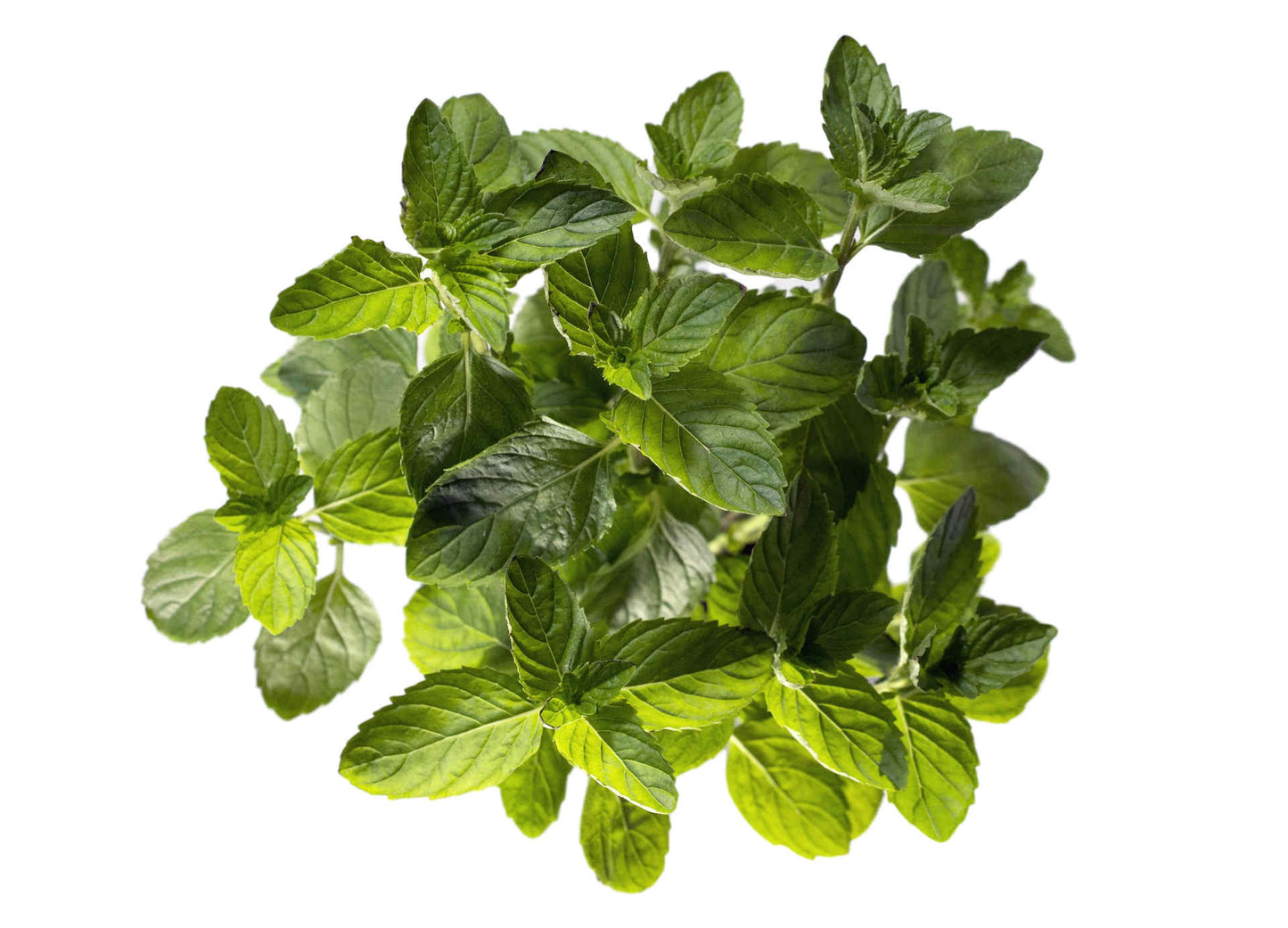 Spearmint Essential Oil