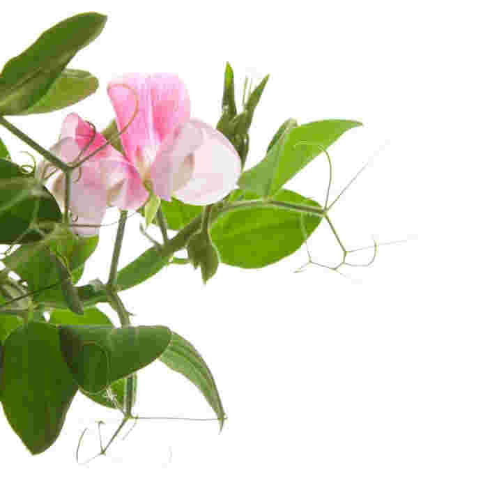 Sweet Pea Fragrance Oil