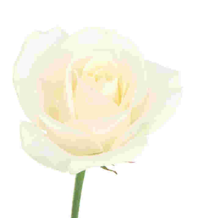 White Musk Fragrance Oil