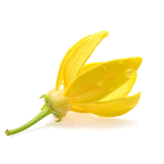 Ylang Ylang Fragrance Oil