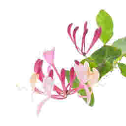 Honeysuckle Fragrance Oil