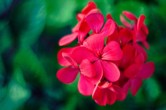 Geranium Essential Oil